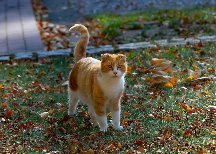 Za Siodma Gora * Zachelmie (Jelenia Gora)
